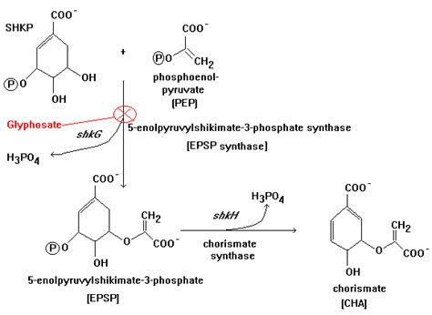 The shikimate pathway - synthesis of chorismate - Aromatic amino acid ...