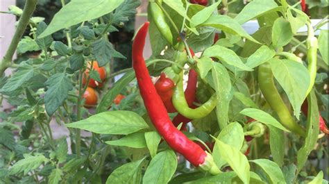 Grow Hot Peppers — Growing Peppers & Vegetables Without A Garden