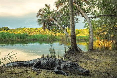 Conservation Guide: The Florida Wildlife Corridor - Orlando Magazine