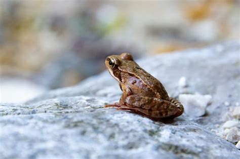 Arti Mimpi Melihat Katak Ternyata Bisa Jadi Pertanda Baik dan Buruk ...