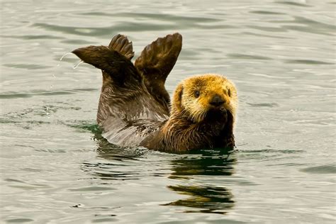 Sea Otter Frolicks in the Waters of Southeast Alaska near Sitka | Sea otter, Otters, Otter facts