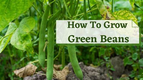 21 Best Ways: How To Grow Green Beans [Step By Step] Guide