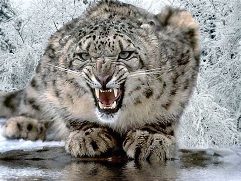 The Cat: Leopard HD Wallpapers - Snow Leopard Pics, Photos of Hunting Videos