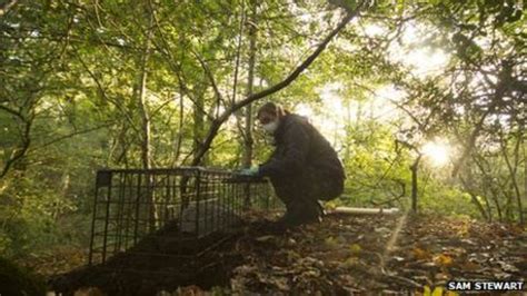 Dorset Wildlife Trust vaccinates badgers in anti-cull move - BBC News