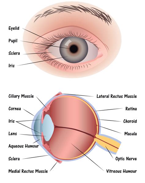 Cara Membuat Daftar Diagram Of The Eye - IMAGESEE