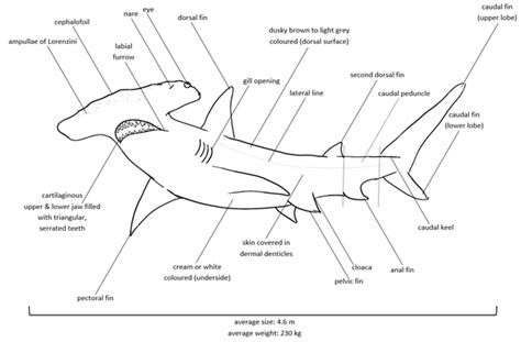 Sharks – The Ocean: Explained