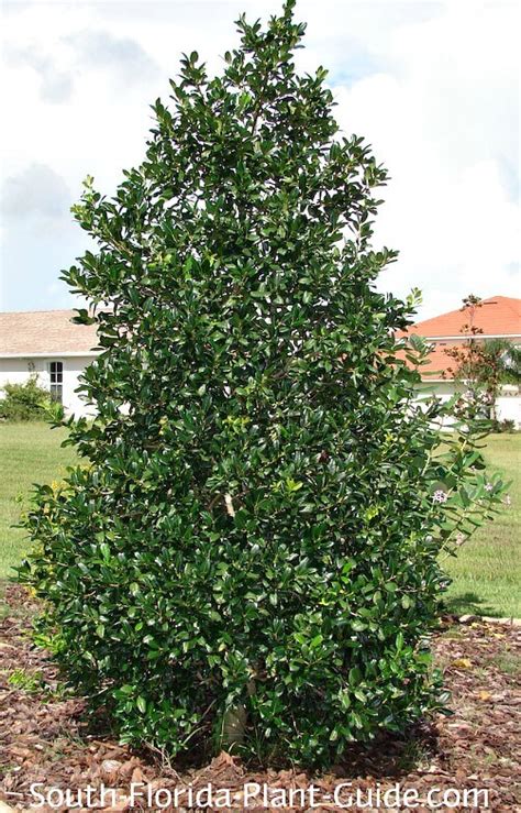 Holly Trees for South Florida