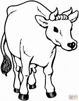 Cow Printable Coloring Pages sketch template