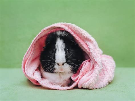 How To Bathe A Guinea Pig? Keep Your Guinea Pig Bath Time A Must! | Kidadl