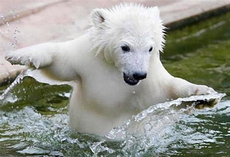 Polar Bear Cub, taking his first swim at Germany's Nuremberg Zoo | Baby ...