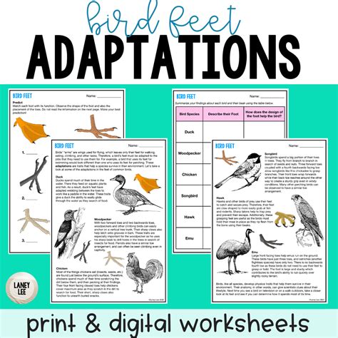 Bird Feet Adaptations Activity - Laney Lee