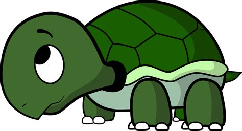 Turtle Animation