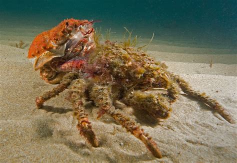 Spider crab - theoryserre