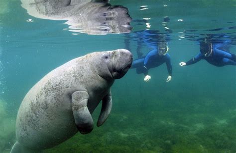 Swimming with Manatees - Hither & Thither