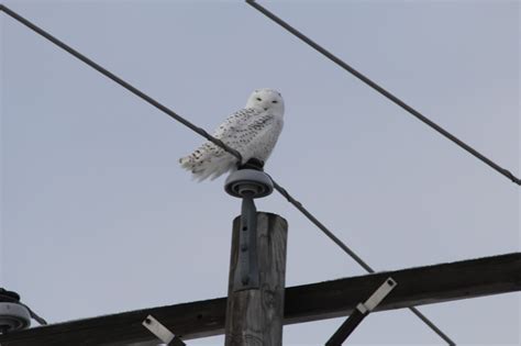 Isabella Conservation District Environmental Education Program: Native Species Profile - Snowy ...