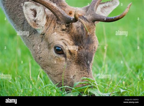 Deer eating grass hi-res stock photography and images - Alamy