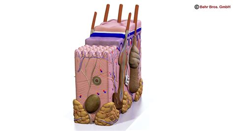 Skin Anatomy 3D model | CGTrader