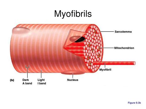 PPT - Muscles and Muscle Tissue PowerPoint Presentation, free download ...