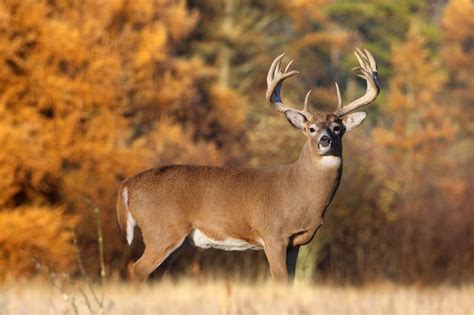 🔥 Download Monster Whitetail Deer Photos by @megans17 | Big Buck Backgrounds, Big Buck ...