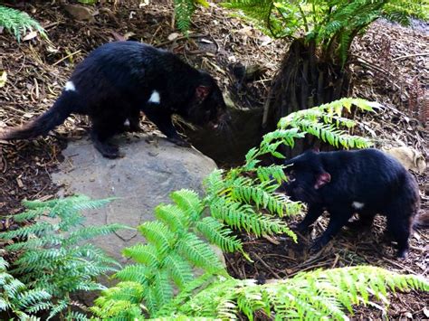 Tasmania: Tasmanian Devil Conservation Park – Travel2Unlimited