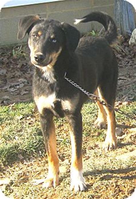 Oliver | Adopted Dog | Hillsboro, OH | Saluki/Husky Mix