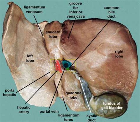 Porta hepatis - Anatomy, Location, Function and Pictures