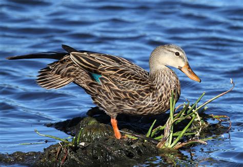 Mottled Duck Facts, Range, Habitat, Reproduction, Diet, IUCN