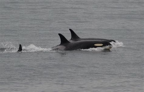 Mother orca Tahlequah and her dead calf, one year later. How did she change the conversation ...