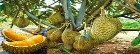 Jual Kebun Durian Montong 1,65 Ha Cuma 750 juta - Perumahan Syariah ...