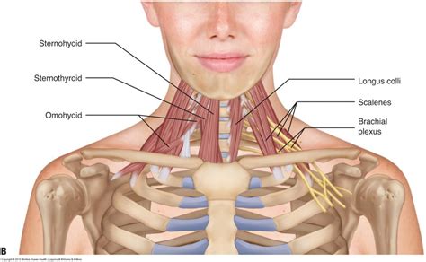 Neck muscles - anterior - Learn Muscles