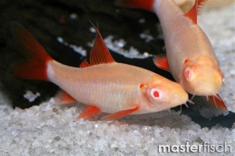 Albino Rainbow Shark - Labeo frenatus albinos | MasterFisch