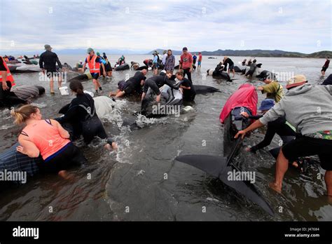 Picture by Tim Cuff - 10 & 11 February 2017 - Mass pilot whale ...