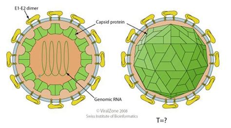 Recombinant hepatitis virus proteins - highly puri ...