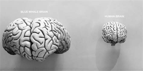 Sperm Whale Brain Size