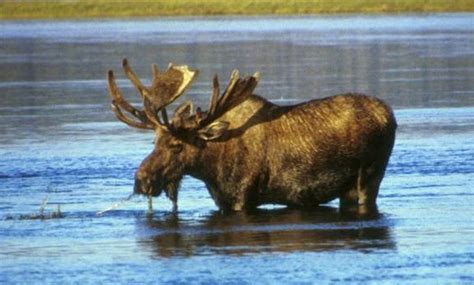 Will Moose Thrive or Die Because of Climate Change? | Scientific American