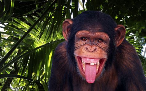 Chimpanzees Wallpapers - Wallpaper Cave