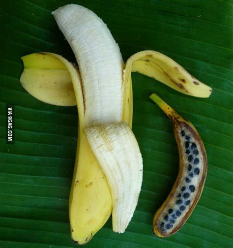 The banana before and after artificial selection. Thought you guys would enjoy. - 9GAG