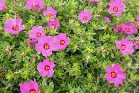 No Flowers On Moss Rose Plants: Reasons A Portulaca Won't Bloom