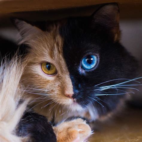 Meet Quimera - The Argentinian Cat With Two Faces – Viral Cats Blog