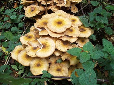 Tree Diseases: Honey Fungus (Armillaria) - Iron Tree - Tree Knowledge Base