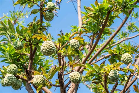 Cherimoya: Care and Growing Guide