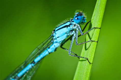 Species of UK: Week 62: Common Blue Damselfly ('Enallagma cyathigerum')