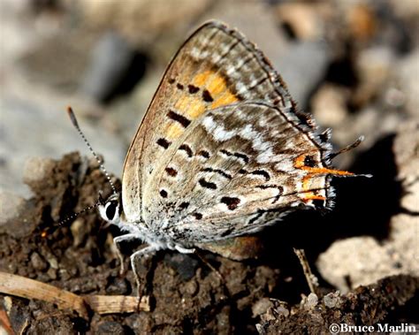 Tailed Copper Butterfly - Lycaena arota - North American Insects & Spiders