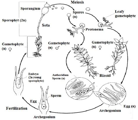 Life cycle of moss [81] | Download Scientific Diagram