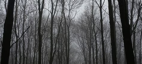 Creepy forest Facebook Cover - timelinecoverbanner.com