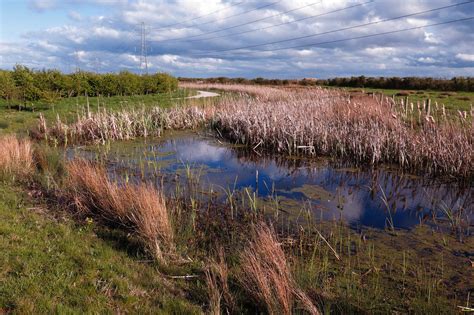 Podcast: Exploring the winter wildlife of Steart Marshes in Somerset ...