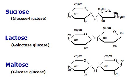 Monosaccharides, Disaccharides, and Polysaccharides