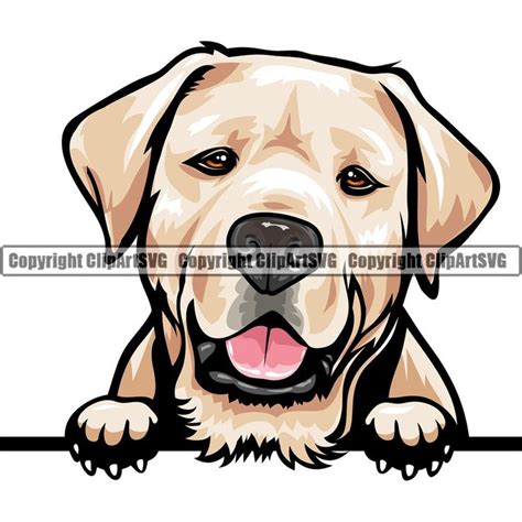 Labrador Dog Peeking Peek-a-boo Breed Happy Face Puppy Animal Pet Color Artwork Golden Retriever ...