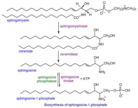 Ceramide Sphingosine