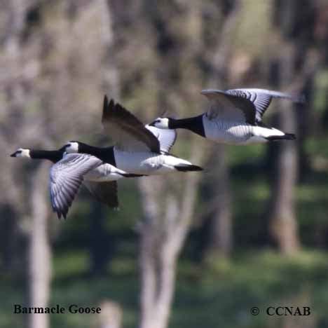 Barnacle Goose (Branta leucopsis) - BARG